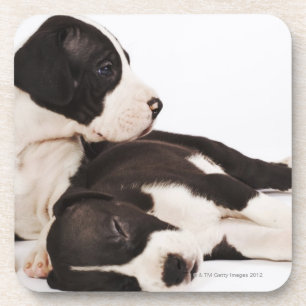 Posavasos Dos perritos de great dane del Harlequin en blanco
