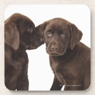 Posavasos Dos perritos del labrador retriever del chocolate