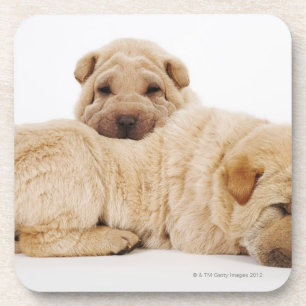 Posavasos Dos perritos que duermen, tiro de Shar Pei del