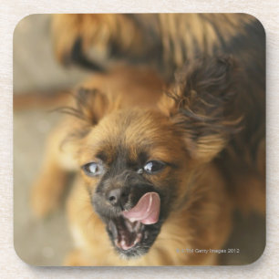 Posavasos Dos perros de Pekingese