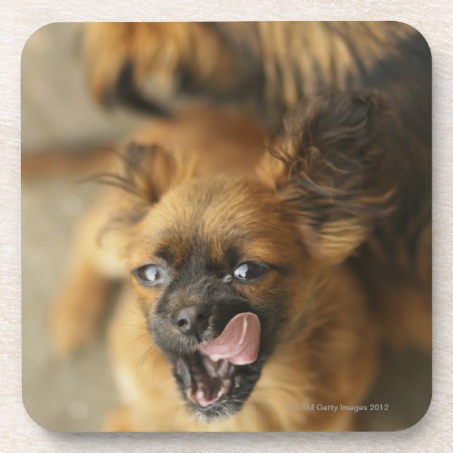 Posavasos Dos perros de Pekingese (Frente)