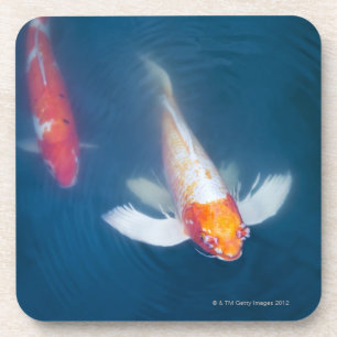 Posavasos Dos pescados japoneses del koi en la charca