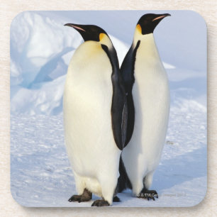 Posavasos Dos pingüinos de emperador en la Antártida