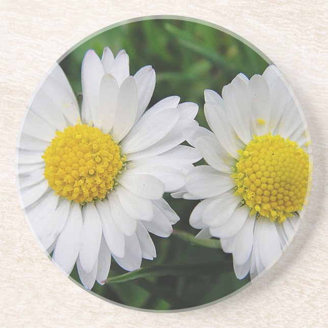 Posavasos Dos tiernos y blancos daisises beben tostadora (Frente)