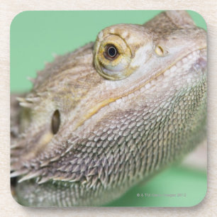 Posavasos Dragón barbudo 2