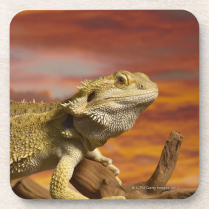Posavasos Dragón barbudo (Pogona Vitticeps) en rama,