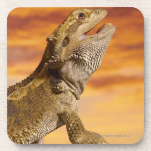 Posavasos Dragón barbudo (Pogona Vitticeps) en roca,