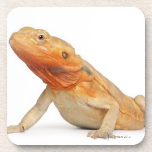 Posavasos Dragón barbudo scaleless de SilkBacks - Pogona