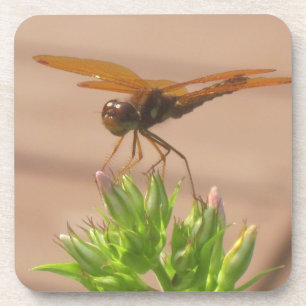 Posavasos Dragonfly Coaster