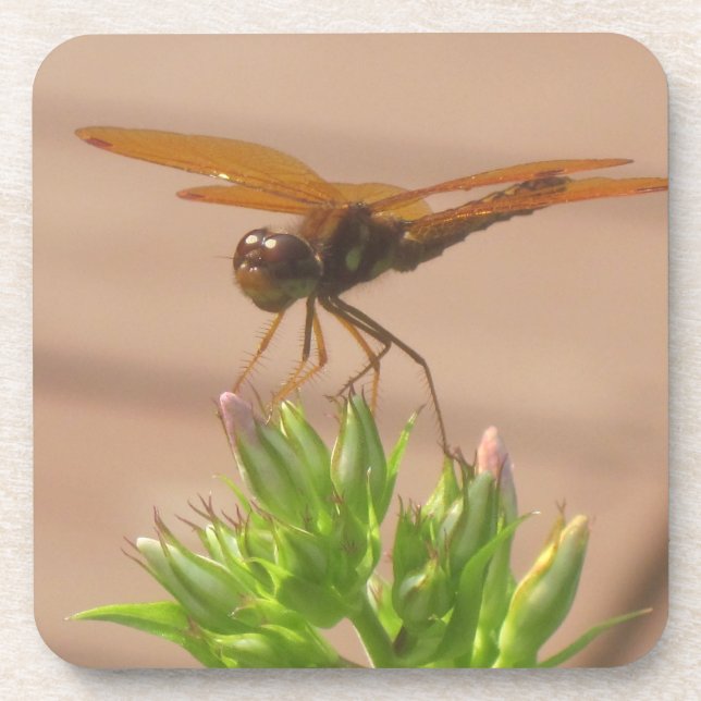 Posavasos Dragonfly Coaster (Frente)