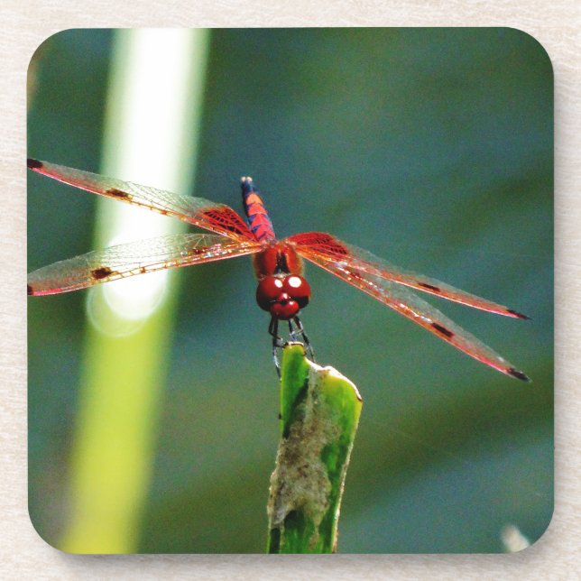 Posavasos Dragonfly Frontal Rojo y Negro (Frente)