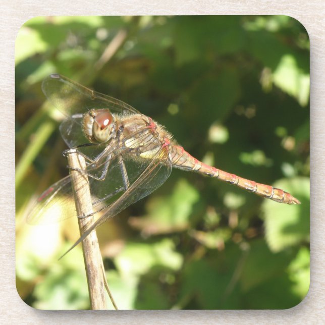 Posavasos Dragonfly on the Twig Cork Coasters (Frente)