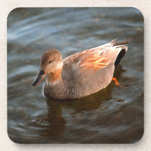 Posavasos Drake de pato de Gadwall en el lago