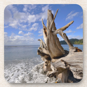 Posavasos Driftwood en la línea de la playa de la playa