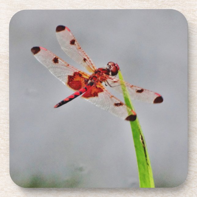 POSAVASOS DSC00029.JPG (Frente)