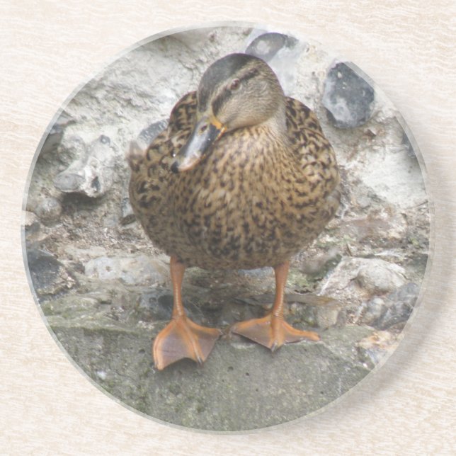 Posavasos Duck on the Wall Coasters (Frente)