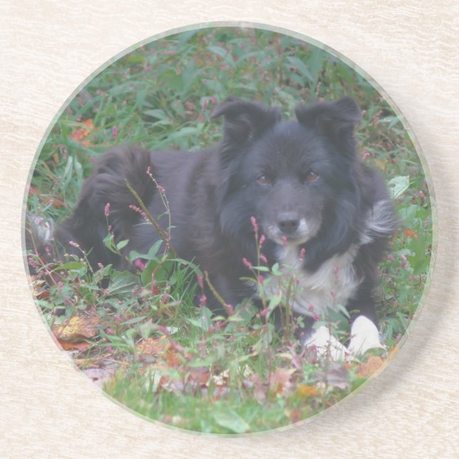 Posavasos Dulce borde Collie Dog Bebe Cocina (Frente)