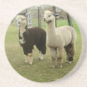 Posavasos Dúo de la alpaca