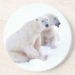 Posavasos Dúo del oso polar