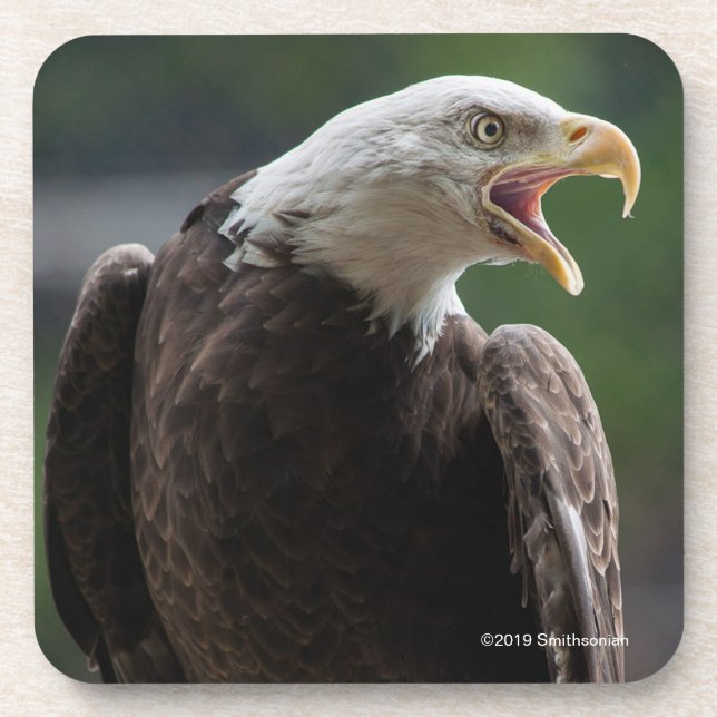 Posavasos Eagle calvo llamada (Frente)