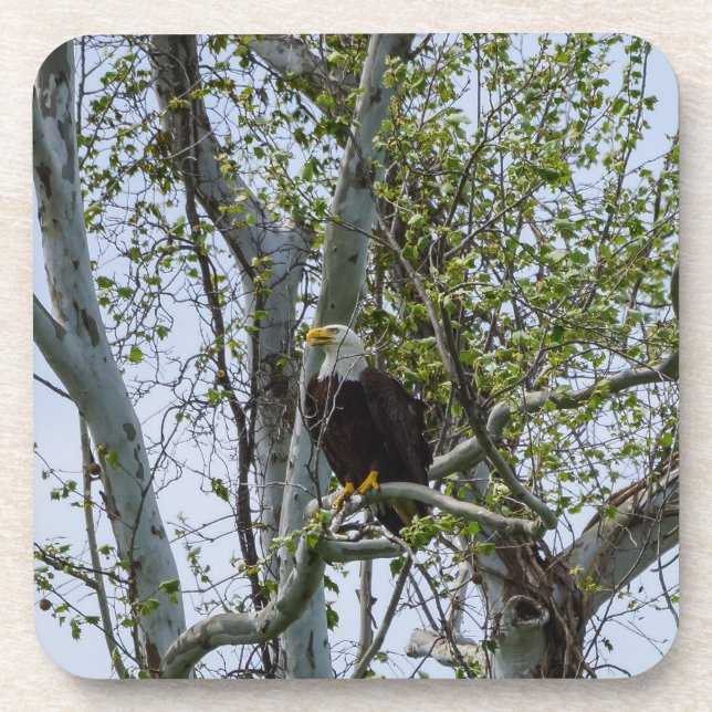Posavasos Eagle Watch (Frente)