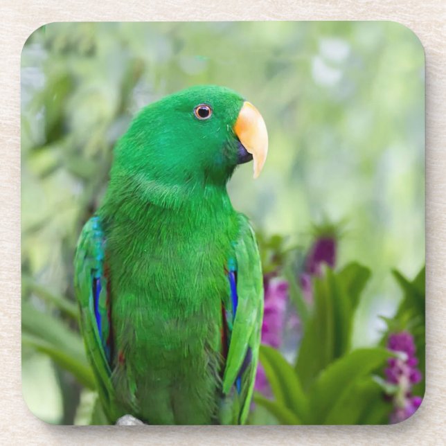 Posavasos Eclectus Parrot Male (Frente)
