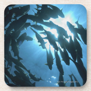 Posavasos Ecuador, archipiélago de las Islas Galápagos, is