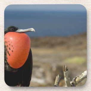 Posavasos Ecuador, Galápagos, Isla Genovesa. 6.º príncipe