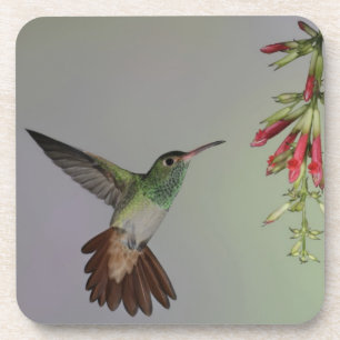 Posavasos Ecuador, Tandayapa Bird Lodge. Rabudito