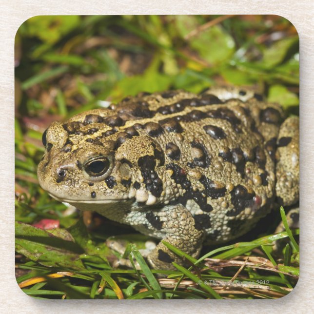 Posavasos Edmonton, Alberta, Canadá 2 (Frente)