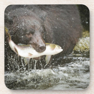Posavasos EE. UU., Alaska, Anan Creek. Primer plano de oso n