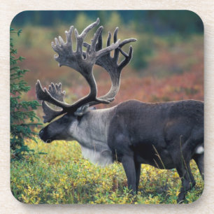 Posavasos EE. UU., Alaska, Parque Nacional Denali, caribú ma