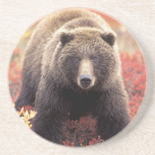 Posavasos EE. UU., Alaska, Parque Nacional Denali, osa grizz