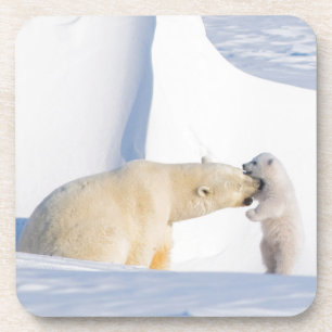 Posavasos EE.UU., Alaska, pendiente norte   Osos polares