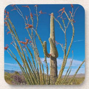 Posavasos EE. UU., Arizona. Cactus en el Parque Nacional Sag