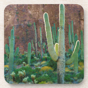 Posavasos EE. UU., Arizona. Campo de cactus saguaro junto a 