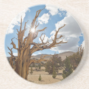 Posavasos EE. UU., California, Bosque Nacional Inyo 6