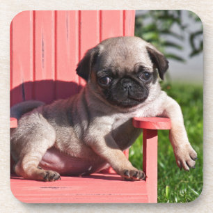 Posavasos EE. UU., California. Cachorro Pug encorvado