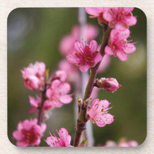 Posavasos EE. UU., California. Flores rosadas en un árbol