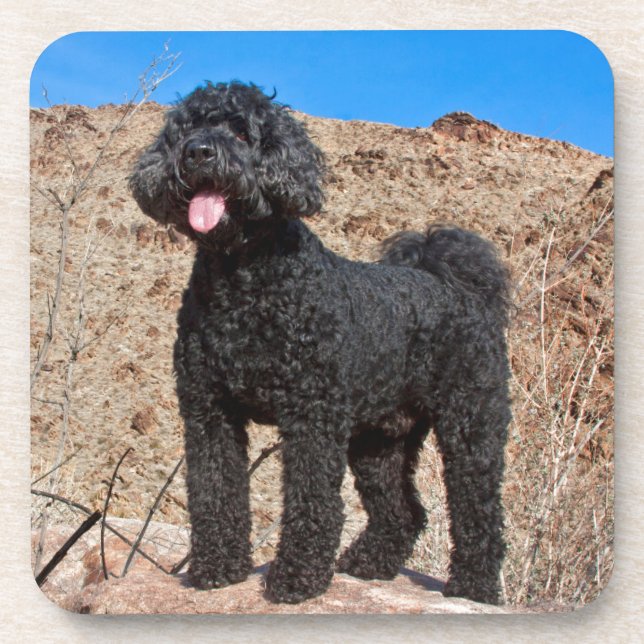 Posavasos EE. UU., California. Labradoodle de pie (Frente)