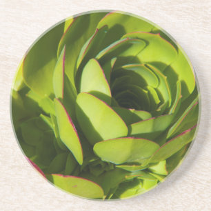 Posavasos EE. UU., California. Planta de Lobelia Gigante en