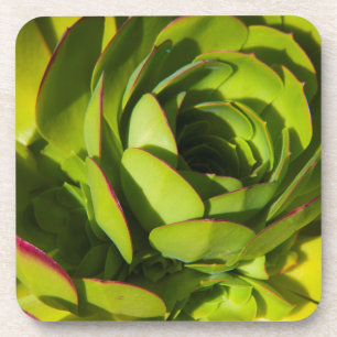 Posavasos EE. UU., California. Primera plana de planta de lo