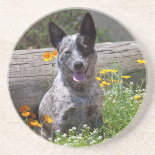 Posavasos EE.UU., California. Queensland Healer Sitting 2