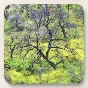 Posavasos EE. UU., California, San Diego. Un bosque de roble