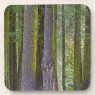 Posavasos EE. UU., California. Troncos de árboles cubiertos 