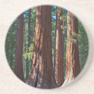Posavasos EE. UU., California. Troncos de árboles de secoya,