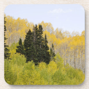 Posavasos EE. UU., Colorado, Bosque Nacional Gunnison, a lo 