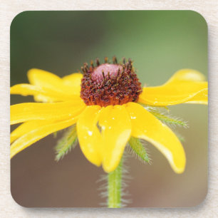 Posavasos EE. UU., Colorado, Boulder. Girasol primer plano