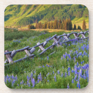 Posavasos EE.UU., Colorado. Lupinas y valla de ferrocarril f