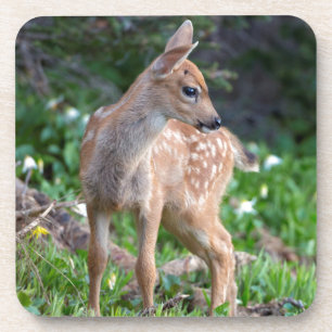 Posavasos EE. UU., Estado de Washington. Cria de venado de c